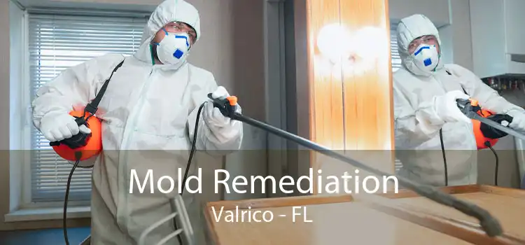 Mold Remediation Valrico - FL