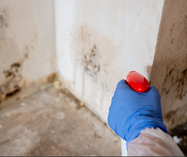 Mold Remediation in Dover