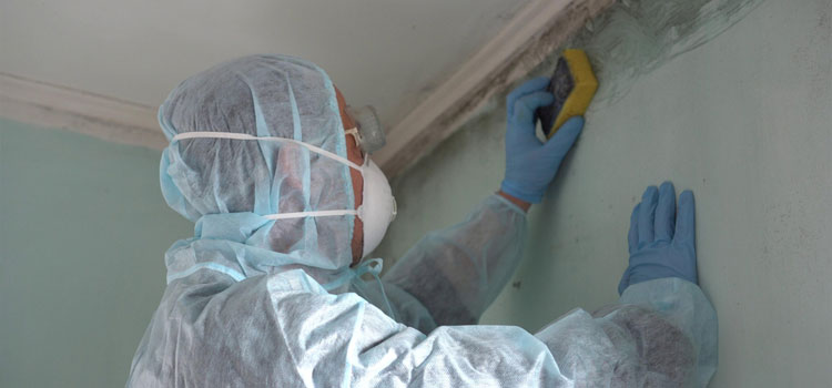 Mold Remediation Services in Charleston